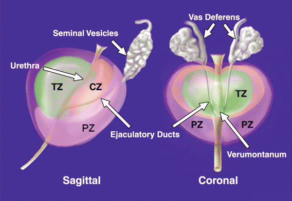 зональная анатомия предстательной железы